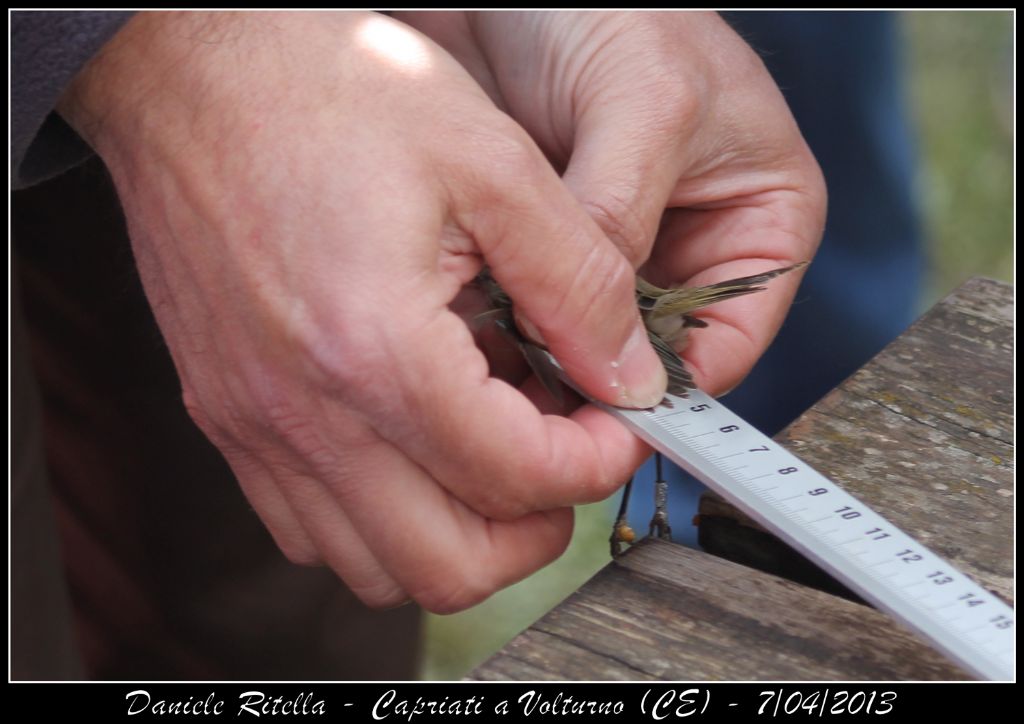 Identificazione uccello 2 (inanellamento in un''oasi)